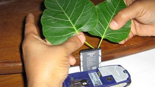 ابتكار طريقة لشحن الموبايل بالنباتات الخضراء