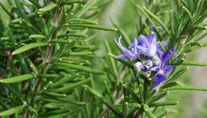 “الروزماري”.. يعالج خلايا المخ التالفة ويقوي الذاكرة بنسبة 75%