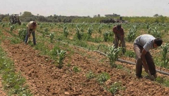 بعد ارتفاع أسعار المستلزمات: فلاحو الشرقية يهددون بترك أراضيهم
