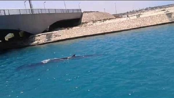 بعد ظهور حوت بمارينا.. البيئة تدعو المصطافين بعدم العدوانية معه