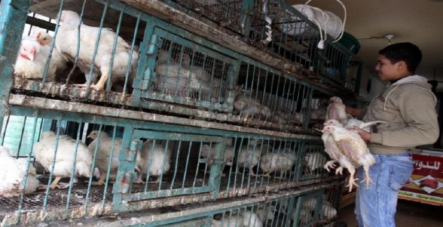 مصادر مسؤولة: «الزراعة» تبحث قانونا جديدا يجرّم ذبح الطيور في المحلات