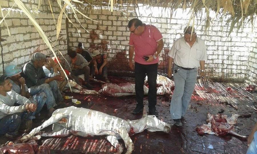 القبض على “جزار ين” أثناء ذبح 13 حمارًا بالقاهرة والمنوفية