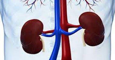 علماء أمريكيون يتوصلون إلى إنزيم يوقف نمو أورام الكلى
