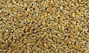 في زمن الإنقلاب.. مصر الأولى في استيراد القمح الروسي