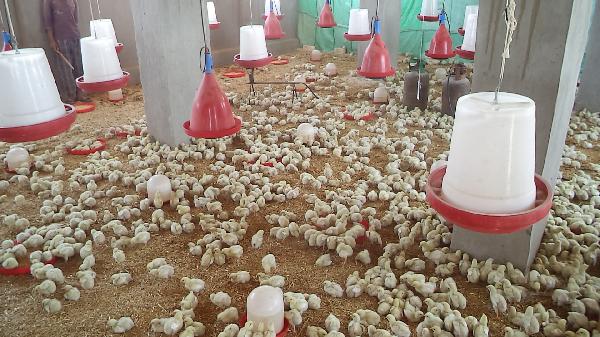 مصادر: إهدار 3 مليارات جنية بشركات إنتاج داجني تحت التصفية