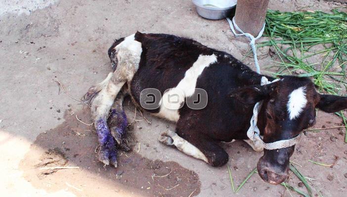 بالصور.. الحمى القلاعية تغزو قرية “سوريال” بكفر الشيخ