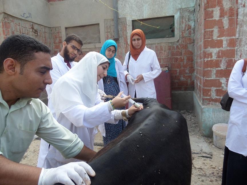 إنشاء كلية للطب البيطري بالمنوفية على أرض موبوءة بالسل