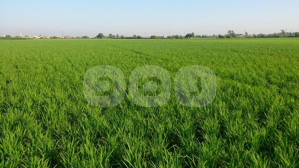 بالصور.. فلاحو البحيرة يتحدون الحكومة ويواصلون زراعة الأرز