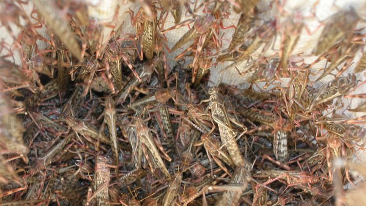 وزارة الزراعة تتأهب لصد هجمات أسراب الجراد