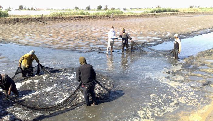 ​خبراء ينتقدون قرار السيسي: سمك المزارع للشعب.. وخير البحر للأجانب