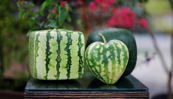 مهندس تركي ينجح في زراعة بطيخ على شكل قلوب ومكعبات