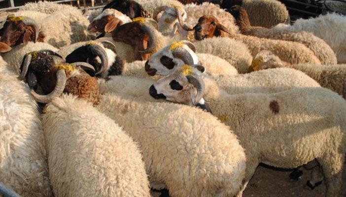 الأهرام للمجمعات: نتفاوض مع البنوك لشراء خرفان العيد بالتقسيط