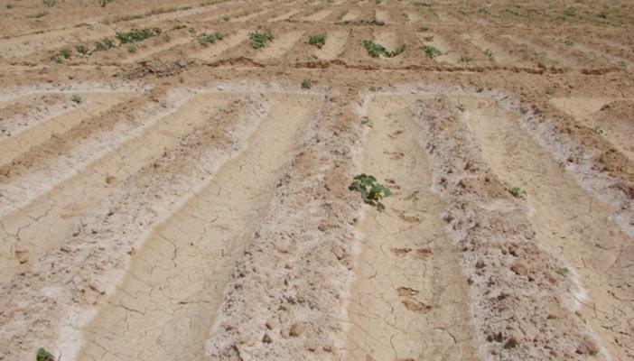 وزارة الزراعة: طرح 12 قطعة أرض للمزاد بالجيزة والمحلة