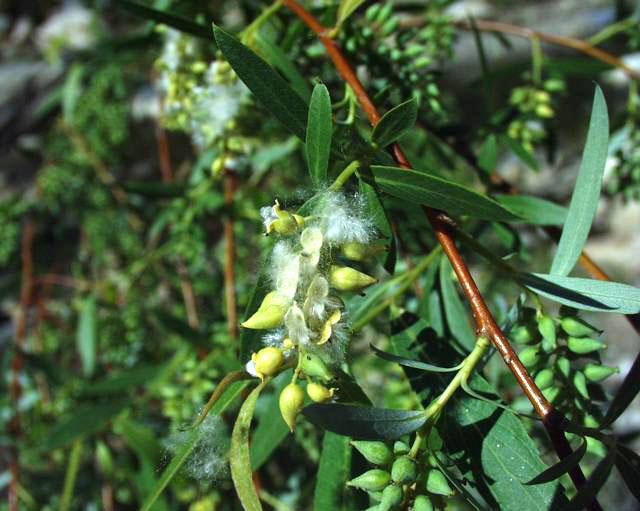 سبحان الله.. النباتات تُنتج الأسبرين لعلاج جروحها