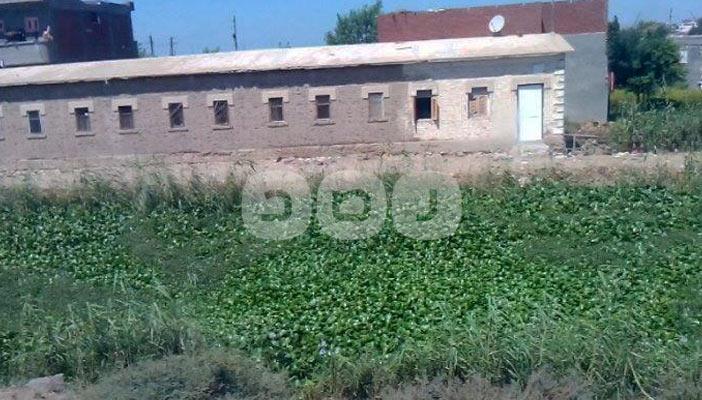 ورد النيل.. مشكلة تؤرق “الري” دون حلول عملية