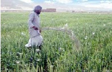 نحس جديد..الجراد يتذكر مصر في عهد السيسي