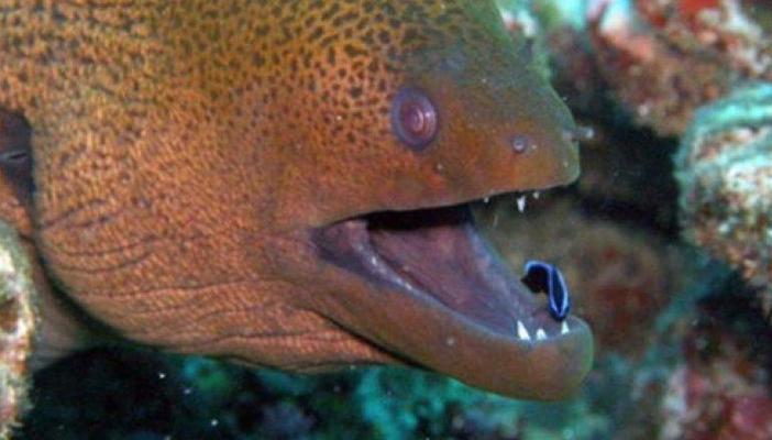 بريطانيا..رصد أسماك الأنقليس التي تسببت في وفاة أحد الملوك منذ 200 عام