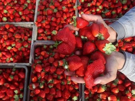 بعد التقرير الأميركي.. الفراولة المصرية خط أحمر في الأسواق العربية