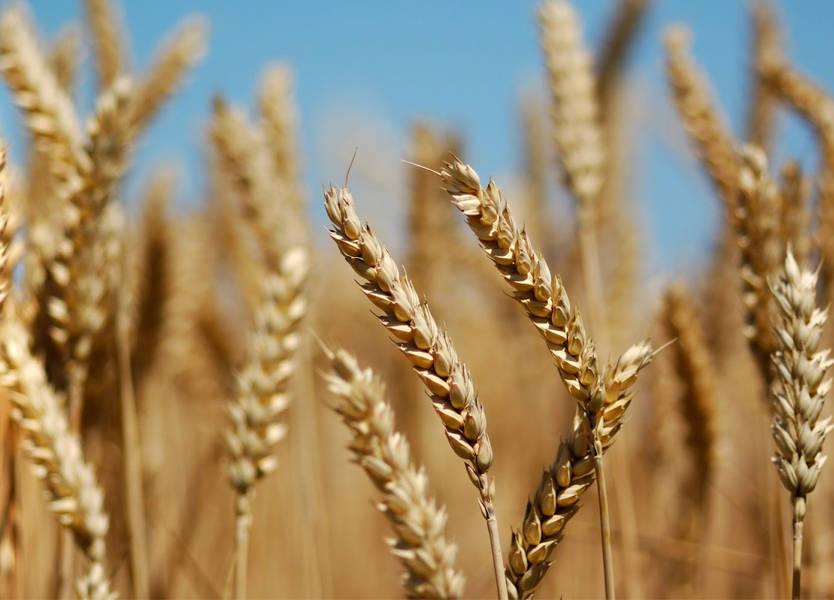 يؤدي إلى الوفاة.. تعرَّف على مخاطر تناول قمح الأرجوت