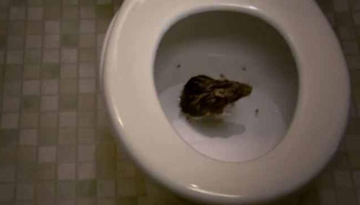 بالفيديو.. رحلة الفئران من الصرف الصحي وحتى مرحاضك