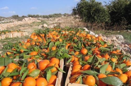 بشهادة الانقلاب..20% زيادة في الصادرات الزراعية في عهد مرسي