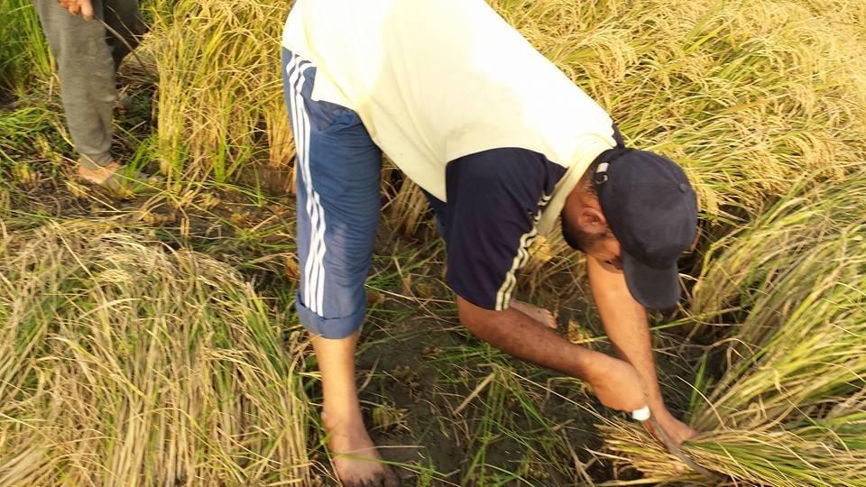 تدني أسعار بيع الأرز ومزارعو الغربية: “مش هنلاقي ناكل”