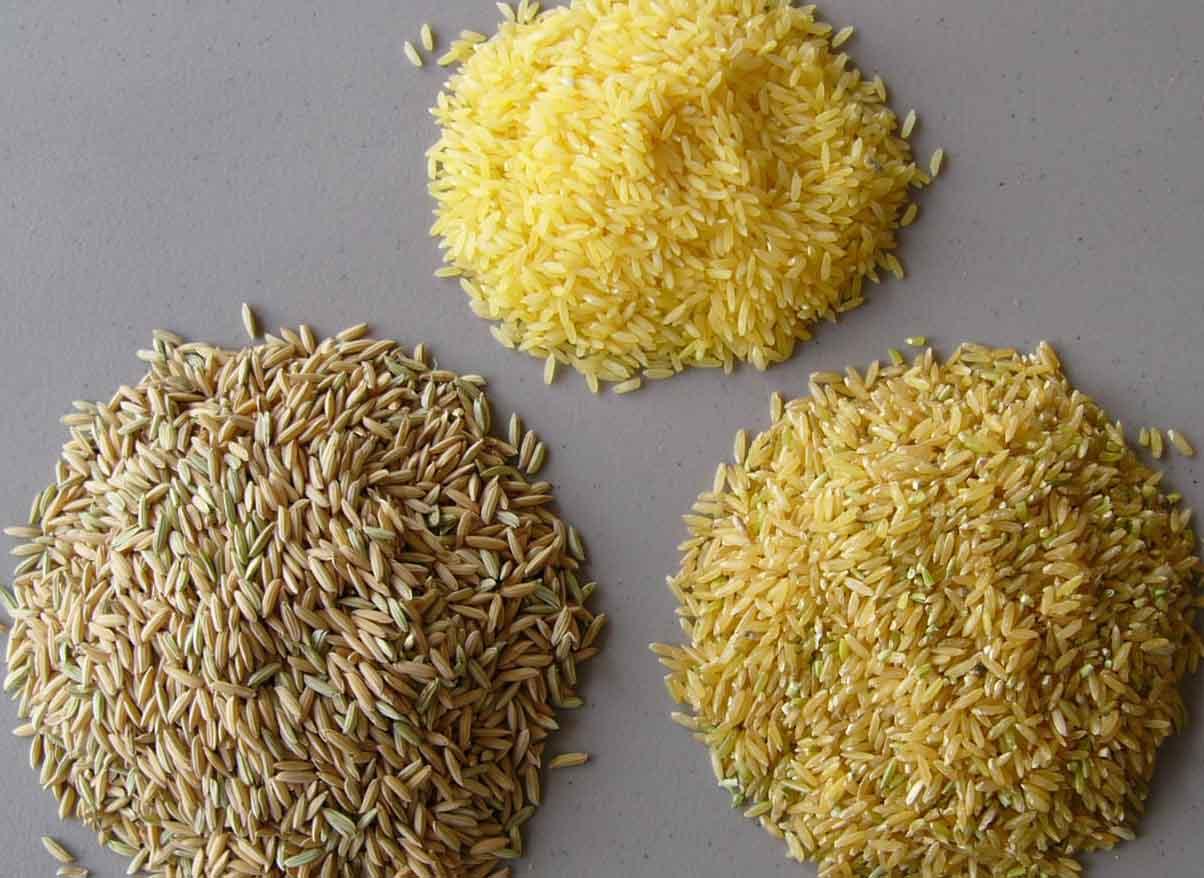 “شعبة الأرز” تقترح على اصحاب المضارب التوقف عن شراء الشعير من الفلاحين