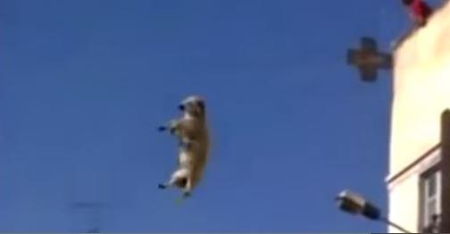 فيديو|خروف يقفز من السطوح هرباً من الذبح