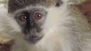 قصة رحلة العثور على نسناس المقطم