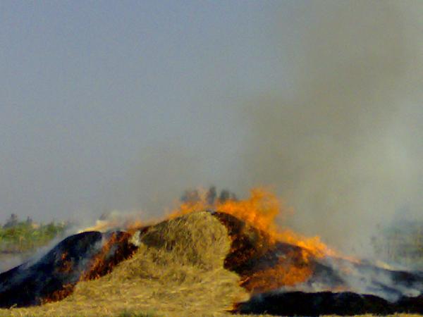 بموسم حرق قش الأرز..سحابة سوداء تغطى سماء الدقهلية