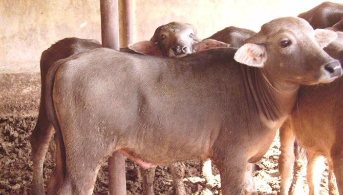 الثروة الحيوانية بين مقصلة “زيادة الطلب” وسندان “تراجع الإنتاج”