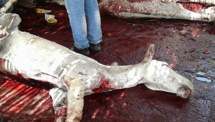 تقرير أمني.. ذبح 23 ألف حمار بالفيوم خلال عامين