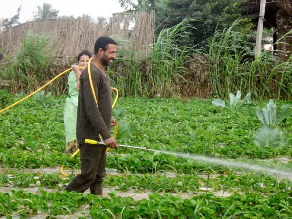زراعيون: نقص الأسمدة يتسبب في كوارث زراعية