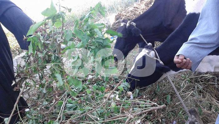 بالصور.. القطن يتحول علفًا للبهائم بالدقهلية..والفلاحون: بيوتنا اتخربت