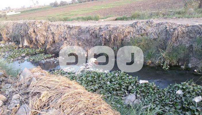 الحشائش تمنع وصول المياه للترع.. وفلاحو الفيوم: التطهير بيتم على الورق