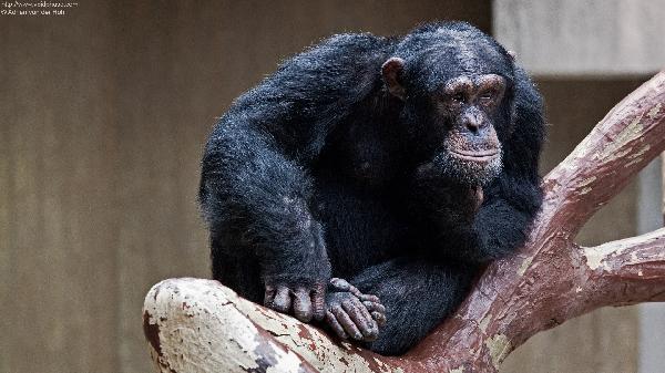 مدينة إثيوبية تعلن الحرب على “القردة”