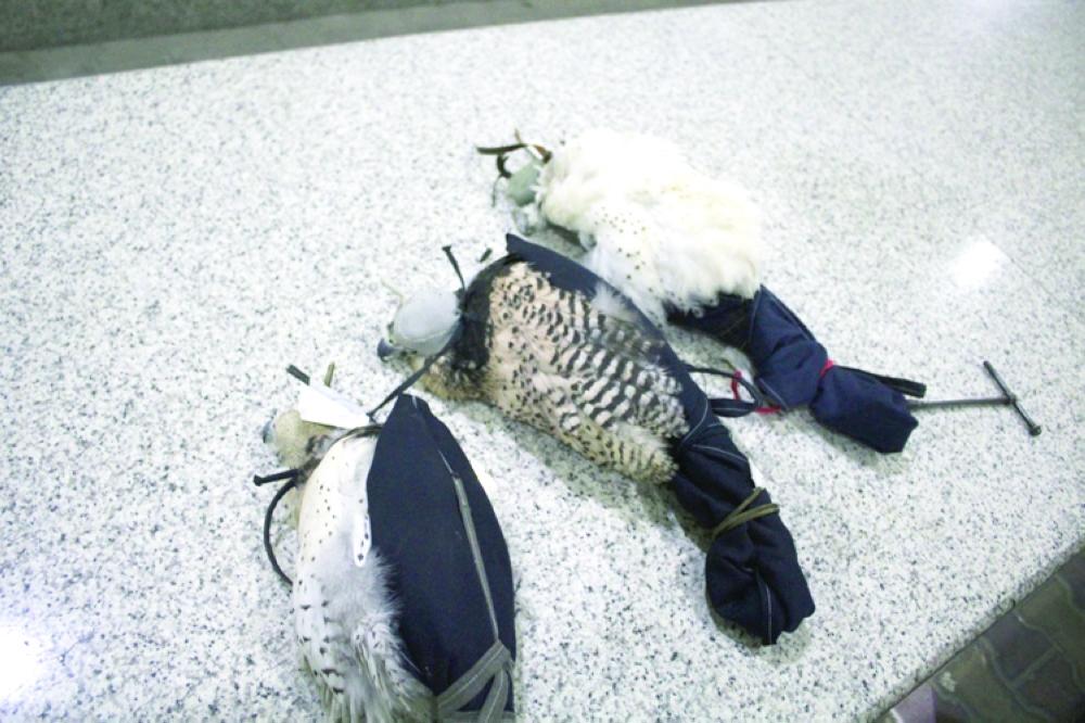 اتهام  ضابط و3 أمناء شرطة  بتسهيل تهريب 41 صقرًا من مطار القاهرة