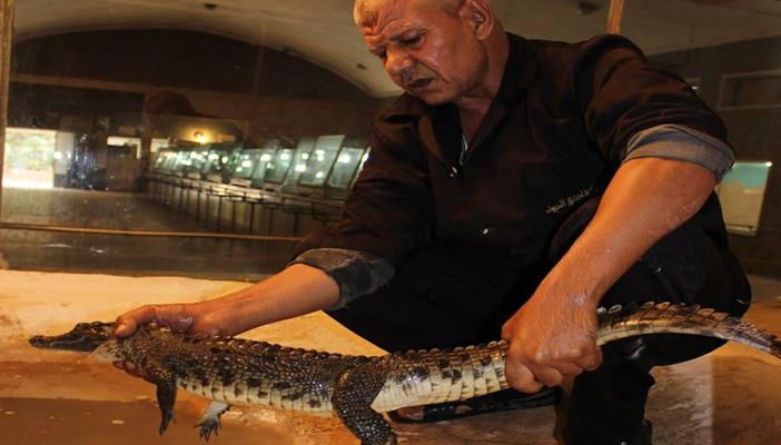 بالصور .. اصطياد تمساح أثار الذعر في “ناهيا”