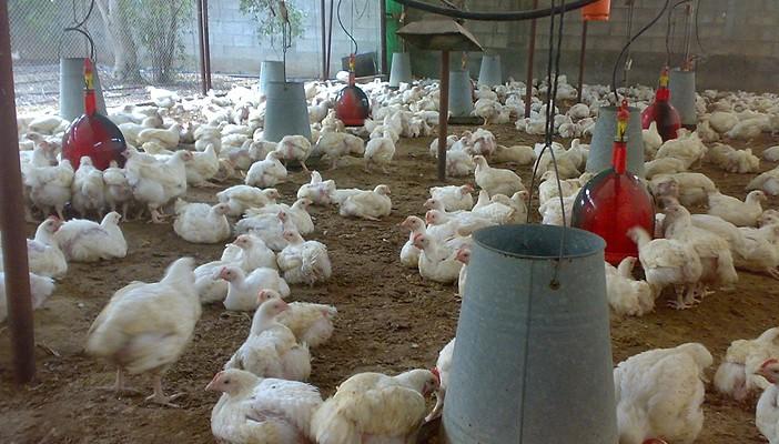 الدولار يتسبب في توقف 40% من مزارع الدواجن في مصر