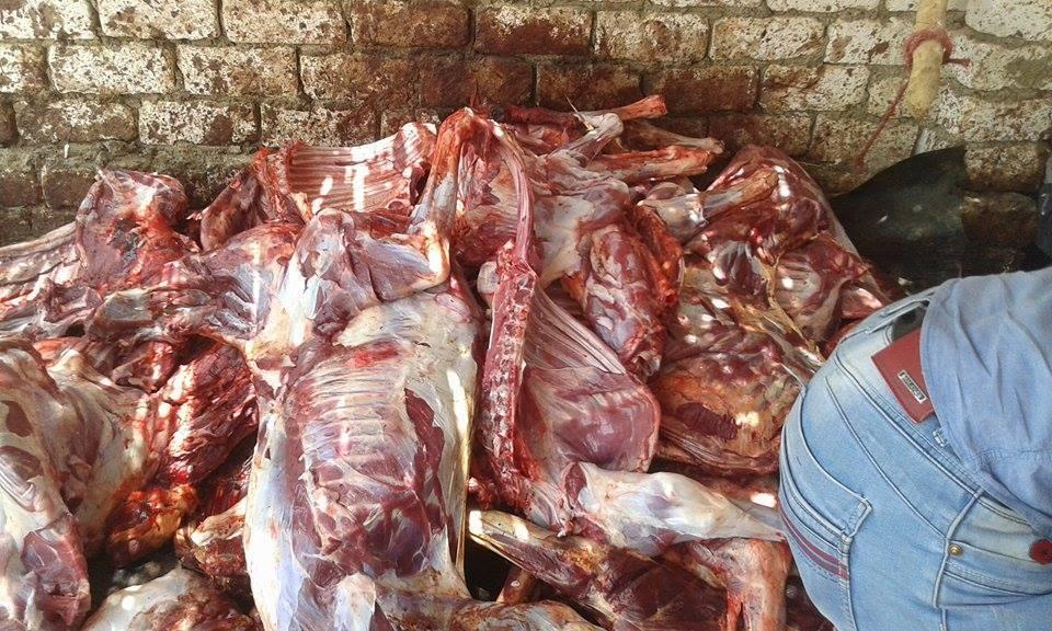 “الداخلية”: البعض يذبح الحمير لبيع جلودها بسبب ارتفاع أسعارها