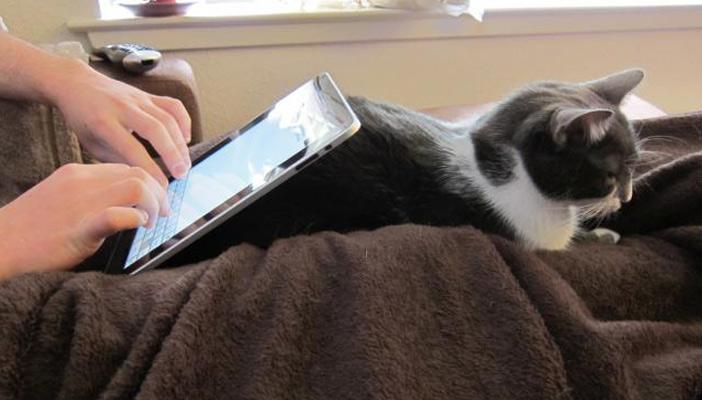 حفاظًا على الجنين.. تعرَّفي على خطورة وجود القطط في المنزل