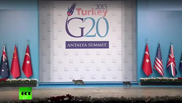 بالفيديو.. 3 “قطط” تقتحم المنصة الرئيسية لقمة العشرين بتركيا