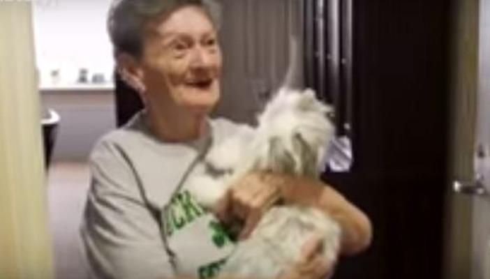 بالفيديو.. قطة إلكترونية لتسلية كبار السن