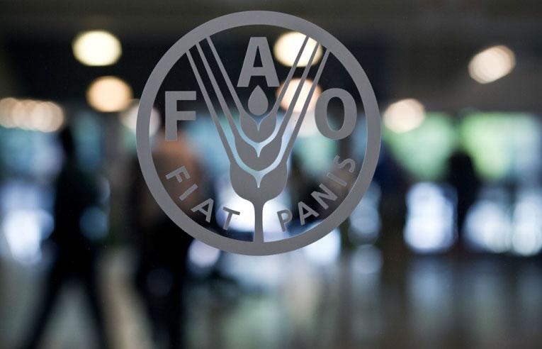 مؤتمر “فاو” يقرر إنشاء صندوق أمانة التغذية
