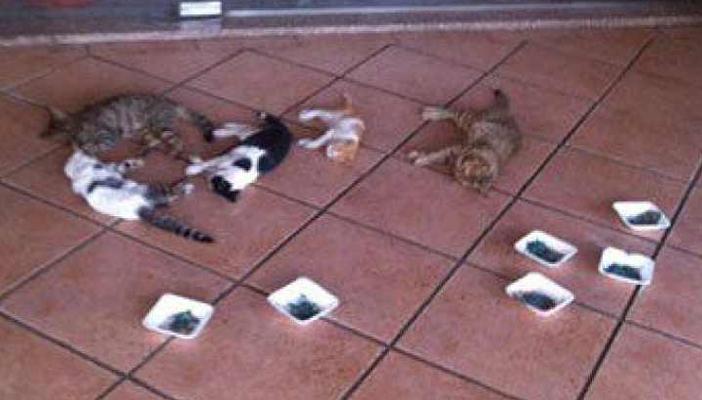 محامي “الأهلي”: النادي تعاقد مع شركة للتخلص من القطط عن طريق تخديرها