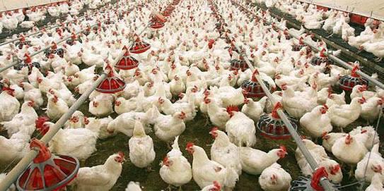 بعد قرار الحكومة.. نواب برلمان السيسي: البقاء لله في صناعة الدواجن