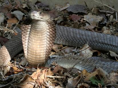 بالصور.. أفاعي الكوبرا تهاجم وحدة صحية بكفر الشيخ