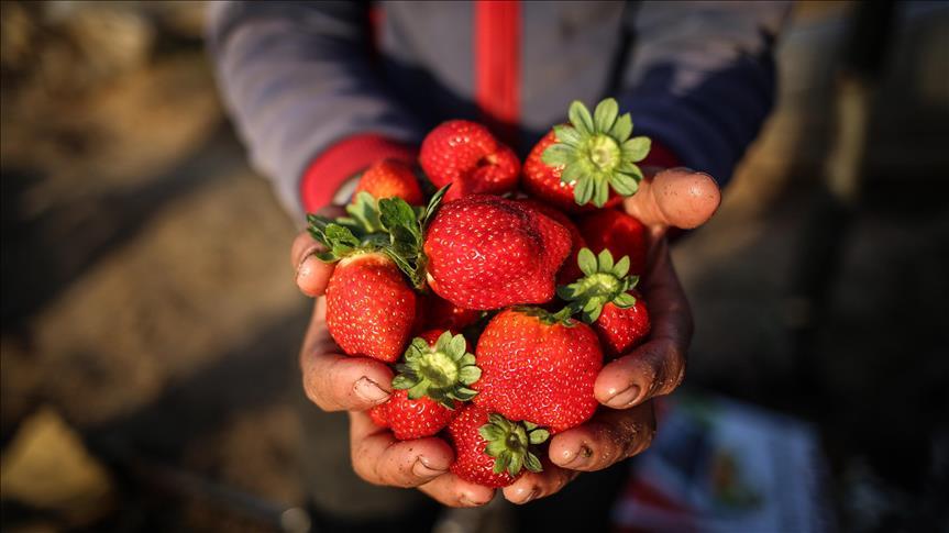 “الفراولة” من غزة المحاصرة إلى أسواق أوروبا