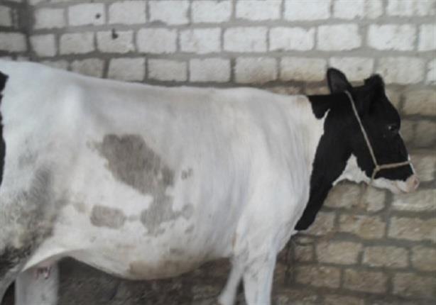 بالفيديو.. “البقرة الخارقة” للشفاء من فيروس “سي” والحجز حتى 2016