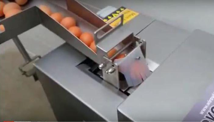 بالفيديو.. أسرع آلة تفصل 120 بيضة في أقل من دقيقة